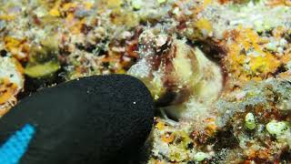 PB072898 Triplespotted blenny w gloved finger [upl. by Norrad]