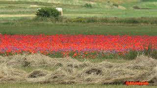 Castelluccio di Norcia  Fioritura 2023 [upl. by Esmaria470]