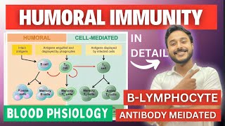 humoral immunity physiology  antobody mediated immunity physiology  b lymphocytes immunity [upl. by Immaj]