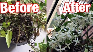 How to prune a plant  Plant pruning tips  How to save a dying plant  Bridal bouquet creeper [upl. by Mitran]