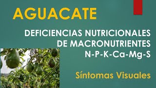 Aguacate Identificación de deficiencias por macronutrientes NPKMgCaS [upl. by Marolda]