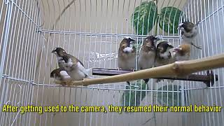 Society Finch Vocalization Cute Song amp Dance [upl. by Teik374]