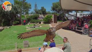 Wings of the World  Apresentação de Aves 🦅 🦜  Zoomarine Algarve [upl. by Painter]