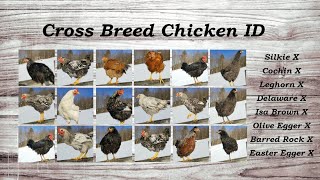 Cross Breed Chickens Heritage Barnyard Mixes [upl. by Tisdale552]