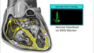 How the Heart Works  Electrical System of the Heart Animation  Cardiac Conduction Video  ECG [upl. by Hazmah]