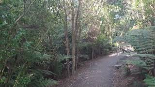 A short bushwalk in the Unsworth Reserve New Zealand [upl. by Hayouqes740]