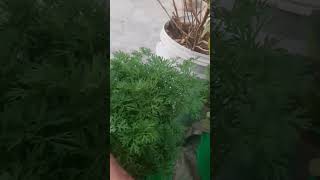 Harvesting of green gejra from carrots in my terese garden [upl. by Jasper]