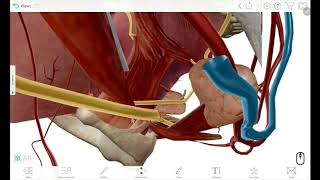 Submandibular gland relations 3D [upl. by Einattirb]