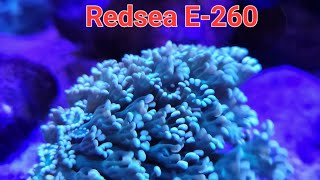 Red Sea E260 Rambling Update [upl. by Nogam609]