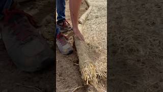 Installing Straw Blankets with a Sod Staple Driver [upl. by Nylirem]