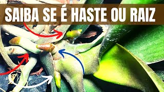 Como IDENTIFICAR uma Haste Floral da orquídea [upl. by Lachlan]