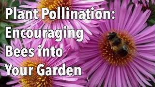 Plant Pollination  How to Encourage Pollinating Bees into Your Garden [upl. by Aleihs]