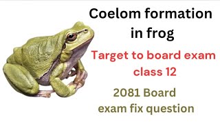 Coelom formation in frog class 12zoology [upl. by Tamsky]