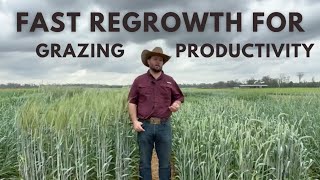 Increasing Grazing Productivity with Hybrid Triticales Fast Regrowth [upl. by Lered]