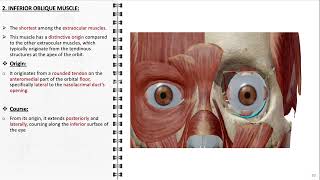 Extraocular muscles anatomy and actions [upl. by Dagley483]