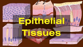 Epithelial tissues class 9 Epithelial tissues Types and Functions Biology [upl. by Gerk]