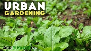 Urban Gardening  Best Practices in Urban Gardening  Agribusiness Philippines [upl. by Haff]