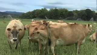 J Js Jerseys Organic Dairy Farm  New Sustainable Today Part 4 Episode 1303 [upl. by Enovahs]