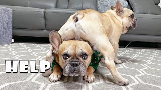 Funny Differences Between Male and Female French Bulldogs [upl. by Mcintyre491]