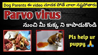 Parvo Virus In Dogs  Symptoms  Treatment amp precautions in telugu  parvo diet  keethipuppyvlogs [upl. by Marquez]