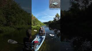 Smallmouth Bass on Crooked Creek  Kayak Fishing  Bonafide RVR 119  Nature [upl. by Dwyer487]