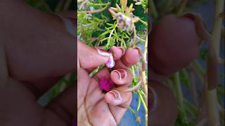 Moss rose flower time lapse viralvideo viralshort garden mossrose portulacaflower [upl. by Weil]