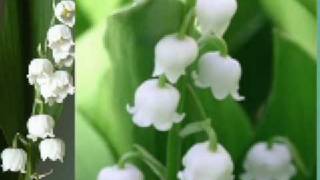 Lacramioare  Convallaria majalis [upl. by Capps]