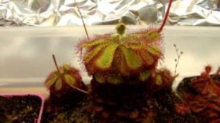 Drosera admirabilis  Sundew Carnivorous Plant [upl. by Wenz771]