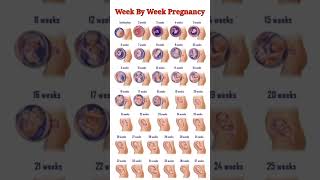 Pregnancy Week By Week ll 1  41 Weeks Fental Development [upl. by Gonzalez]