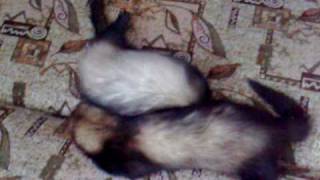 Хорьки дерутся  ferret games [upl. by Georgeanne]