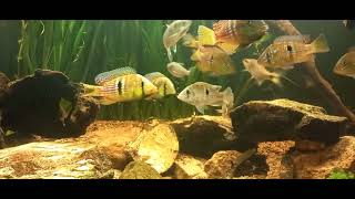 gymnogeophagus terrapurpura [upl. by Naujal536]