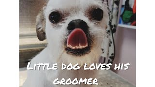 Chihuahua mix loves his groomer  Cute little dog [upl. by Twyla144]