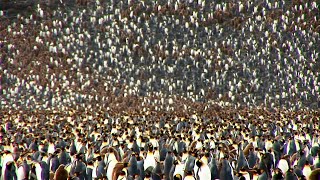 Los pingüinos encuentran a sus crías mediante frecuencias de sonido  NATIONAL GEOGRAPHIC ESPAÑA [upl. by Cortney683]