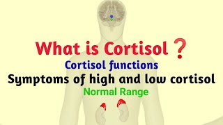 What is cortisol in hindi cortisol function  symptoms of high and low cortisol  Normal range [upl. by Leonor]