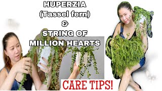 HOW TO CARE FOR HUPERZIA TASSEL FERN amp STRING OF MILLION HEARTS  ROMA SO [upl. by Willock]