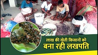 लाख की खेती और फ़ायदे  Lac cultivation and its benefits to farmer  lac product making [upl. by Nemajneb309]