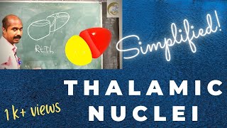 Thalamic Nuclei  Orientation  Air Anatomy [upl. by Arnon]