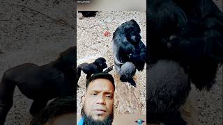 Khalakore gorillashortsvideo gorilla animals zoo cute monkey zoolife animallover [upl. by Almallah]