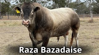 Raza de ganado Bazadaise orígenes imágenes y características ganadería [upl. by Nandor]