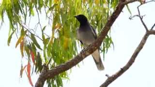 Blackfaced CuckooShrike Coracina novaehollandiae  SchwarzgesichtRaupenfänger [upl. by Rusticus134]