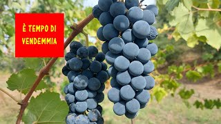 Vendemmia 2024 come e quando vendemmiare Utilizzo mostimetro e rifrattometro [upl. by Kcirddet]