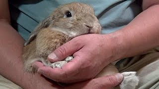 本当は超甘えん坊なウサギチャップ・ダンダンウー Hes the rabbit which is a mollycoddle actually [upl. by Coney]