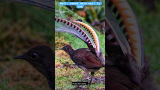 The FASCINATING mimicking Australian lyrebird lyrebird australiananimals wildlife [upl. by Queenie636]