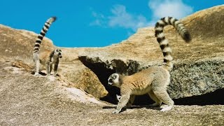 Madagascar  Wildlife and Green Treasures of the Red Island [upl. by Niltak]