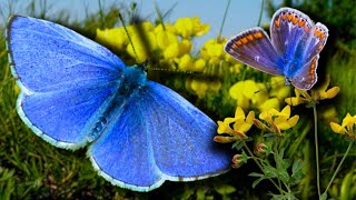 The Secret Relationship of Butterflies and ANTS Exposed Common Blue  Polyommatus icarus [upl. by Wahlstrom]