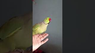 very intelligent parrot shorts trending parrot viralvideo [upl. by Ellinehc890]