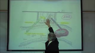 RESPIRATORY PHYSIOLOGY TRANSPORT OF O2 IN THE BLOODSTREAM by Professor Fink [upl. by Ruffin473]