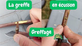 Greffe en écusson  Techniques et astuces [upl. by Naillimxam]