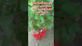 Tulsi bata deti hai aapke ghar ki dasha kya hai bar bar jal dalne se Tulsi sukhti hai to [upl. by Hplodur]