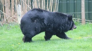 Kraagbeer  Asiatic Black Bear  Dierenrijk Nuenen [upl. by Cato]